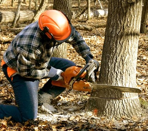 Tree Removal in Durham, OK